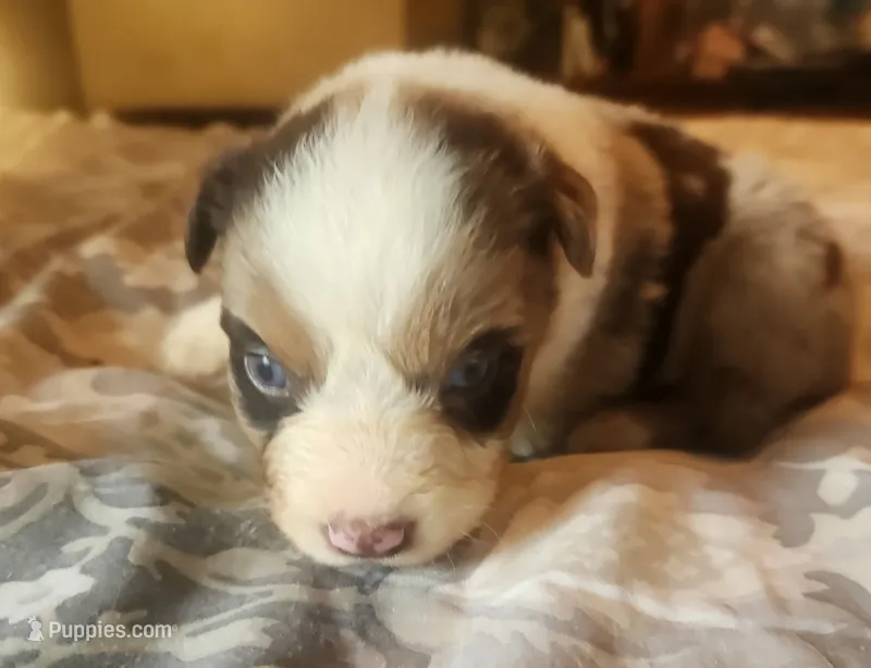 Red merle female – Australian Shepherd puppy for sale in Augusta, ME