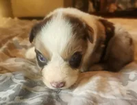Red merle female, a female Australian Shepherd for sale in Augusta, ME – 3 of 6