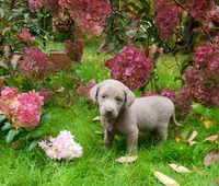 Silver Male, a male Labrador Retriever for sale in Augusta, ME – 1 of 3