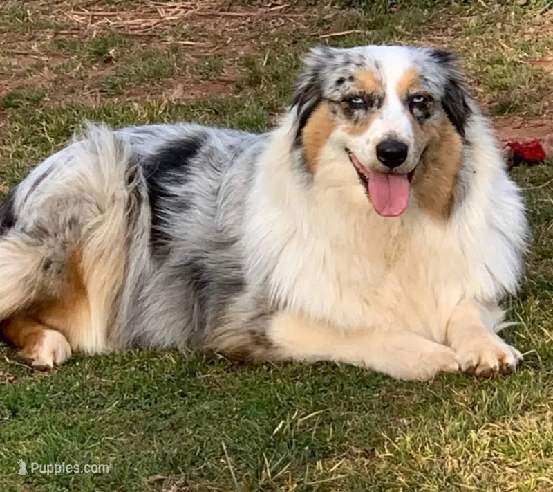Jazzy – Australian Shepherd puppy for sale in Augusta, ME