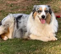 Jazzy, a female Australian Shepherd for sale in Augusta, ME – 1 of 1
