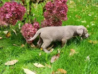 Silver Male, a male Labrador Retriever for sale in Augusta, ME – 3 of 3
