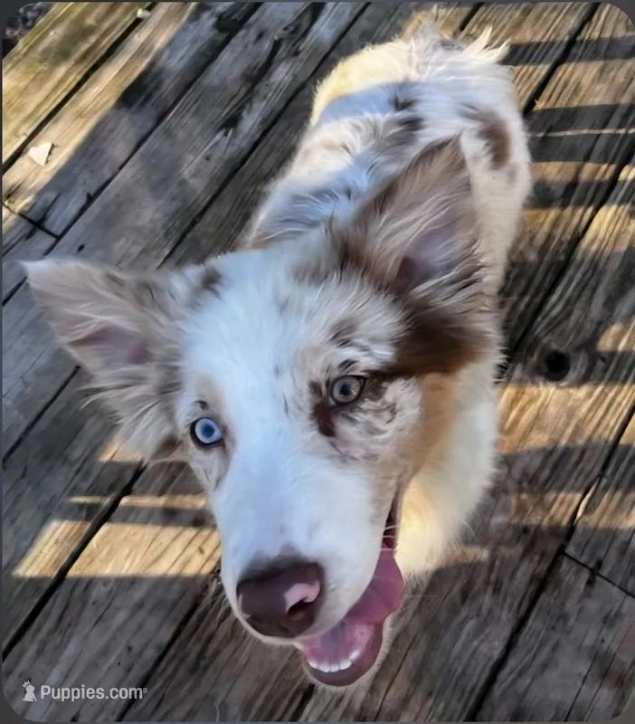Piglet – Australian Shepherd puppy for sale in Augusta, ME