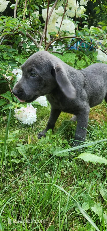 Charcoal male – Labrador Retriever puppy for sale in Augusta, ME