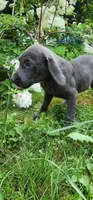 Charcoal male, a male Labrador Retriever for sale in Augusta, ME – 1 of 4