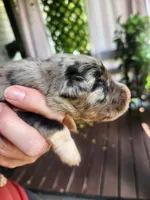 Blue merle male, a male Australian Shepherd for sale in Augusta, ME – 3 of 3