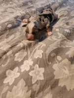 Blue Fem, a female Australian Shepherd for sale in Augusta, ME – Photo 4 of 4