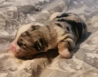 Blue Fem, a female Australian Shepherd for sale in Augusta, ME – Photo 3 of 4