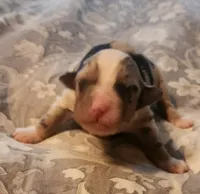 Blue Fem, a female Australian Shepherd for sale in Augusta, ME – Photo 2 of 4