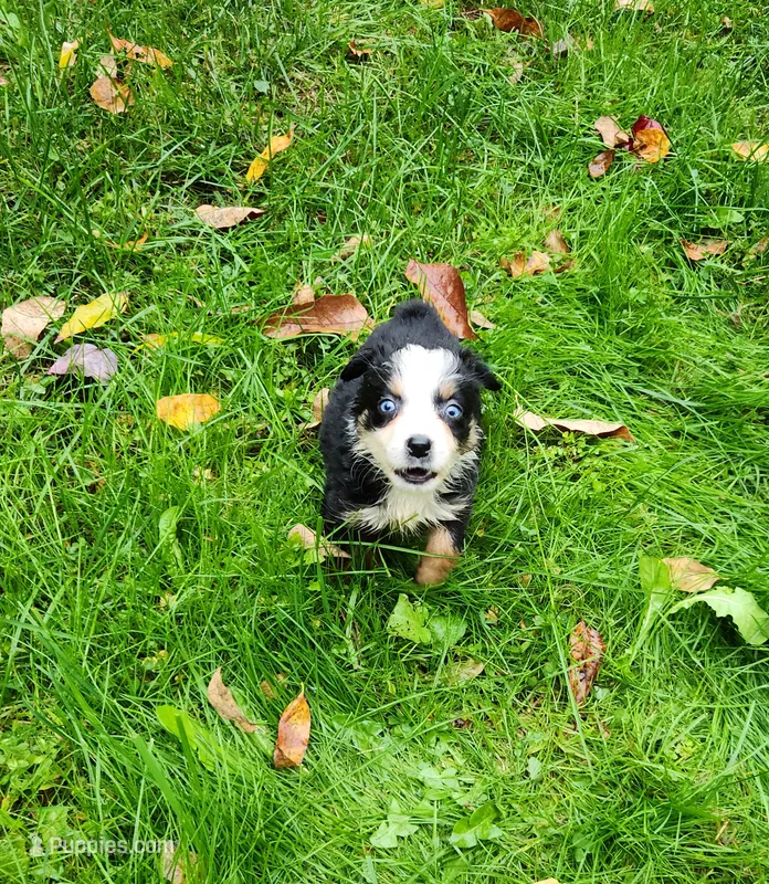 Blk tri Female – Australian Shepherd puppy for sale in Augusta, ME