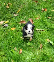 Blk tri Female, a female Australian Shepherd for sale in Augusta, ME – 1 of 3