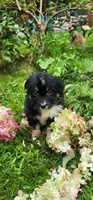 Black tri female , a female Australian Shepherd for sale in Augusta, ME – 2 of 6