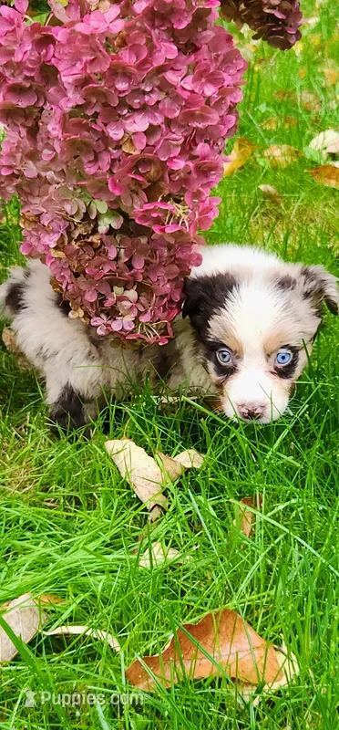 Red merle female – Australian Shepherd puppy for sale in Augusta, ME