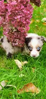 Red merle female, a female Australian Shepherd for sale in Augusta, ME – 1 of 6