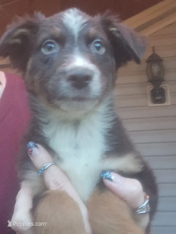 Aussie mix – Australian Shepherd, Labrador Retriever puppy for sale in Augusta, ME