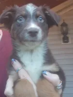 Aussie mix, a male Australian Shepherd and Labrador Retriever for sale in Augusta, ME – 1 of 1
