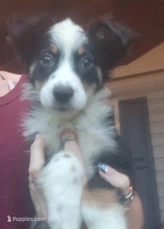 Aussie mix – Australian Shepherd, Labrador Retriever puppy for sale in Augusta, ME
