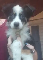 Aussie mix, a female Australian Shepherd and Labrador Retriever for sale in Augusta, ME – 1 of 1