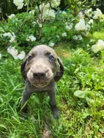 Charcoal male, a male Labrador Retriever for sale in Augusta, ME – 4 of 4