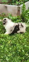 Red merle female, a female Australian Shepherd for sale in Augusta, ME – 5 of 6