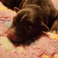 Red Tri Male, a male Australian Shepherd for sale in Augusta, ME – Photo 3 of 5