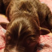 Red Tri Male, a male Australian Shepherd for sale in Augusta, ME – Photo 5 of 5