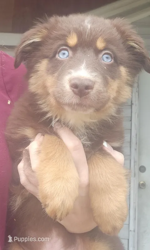 Red Tri Male – Australian Shepherd puppy for sale in Augusta, ME
