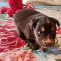 Red Tri Male, a male Australian Shepherd for sale in Augusta, ME – Photo 2 of 5