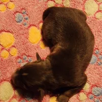 Red Tri Male, a male Australian Shepherd for sale in Augusta, ME – Photo 4 of 5