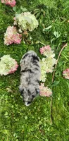 Blue merle male, a male Australian Shepherd for sale in Augusta, ME – 4 of 8