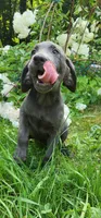 Charcoal male, a male Labrador Retriever for sale in Augusta, ME – 3 of 4