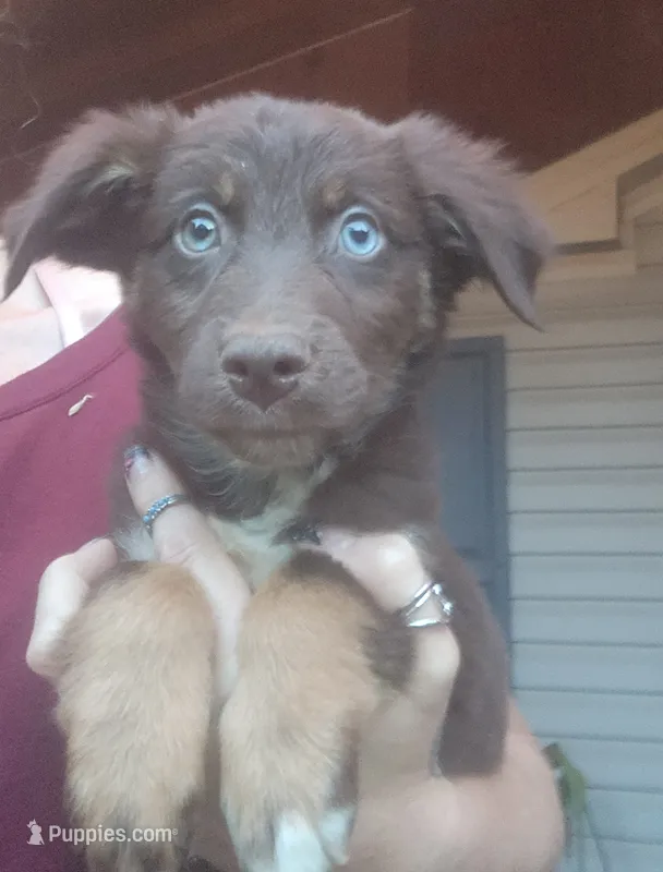 Red Tri Male mix – Australian Shepherd, Labrador Retriever puppy for sale in Augusta, ME