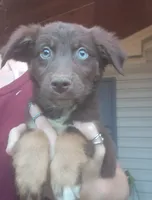 Red Tri Male mix, a male Australian Shepherd and Labrador Retriever for sale in Augusta, ME – 1 of 1