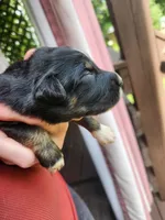 Black tri female , a female Australian Shepherd for sale in Augusta, ME – 2 of 3