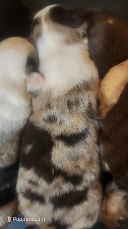 Red merle female – Australian Shepherd puppy for sale in Augusta, ME