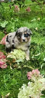 Blue merle male, a male Australian Shepherd for sale in Augusta, ME – 3 of 8