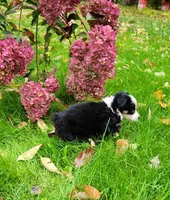 Blk tri Female, a female Australian Shepherd for sale in Augusta, ME – 3 of 3