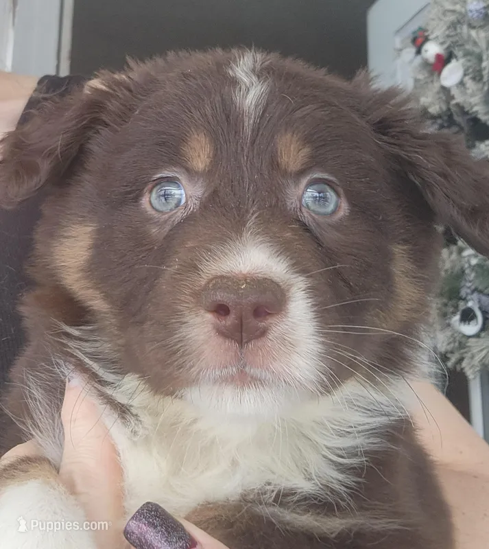Red Tri Male – Australian Shepherd puppy for sale in Augusta, ME