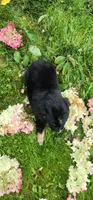 Black tri female , a female Australian Shepherd for sale in Augusta, ME – 3 of 6