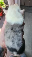 Whitey male, a male Australian Shepherd for sale in Augusta, ME – 2 of 2