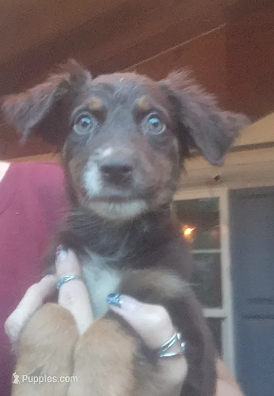 Aussie mix – Australian Shepherd, Labrador Retriever puppy for sale in Augusta, ME