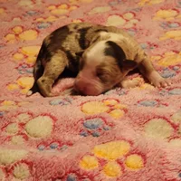 Red Merle Fem, a female Australian Shepherd for sale in Augusta, ME – Photo 5 of 7