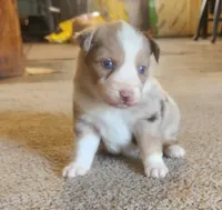 Red Merle Fem, a female Australian Shepherd for sale in Augusta, ME – Photo 1 of 8