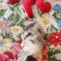 Red Merle Fem, a female Australian Shepherd for sale in Augusta, ME – Photo 6 of 7