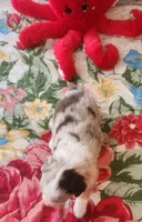 Red Merle Fem, a female Australian Shepherd for sale in Augusta, ME – Photo 7 of 8