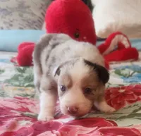 Red Merle Fem, a female Australian Shepherd for sale in Augusta, ME – Photo 8 of 8