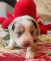 Red Merle Fem, a female Australian Shepherd for sale in Augusta, ME – Photo 2 of 8