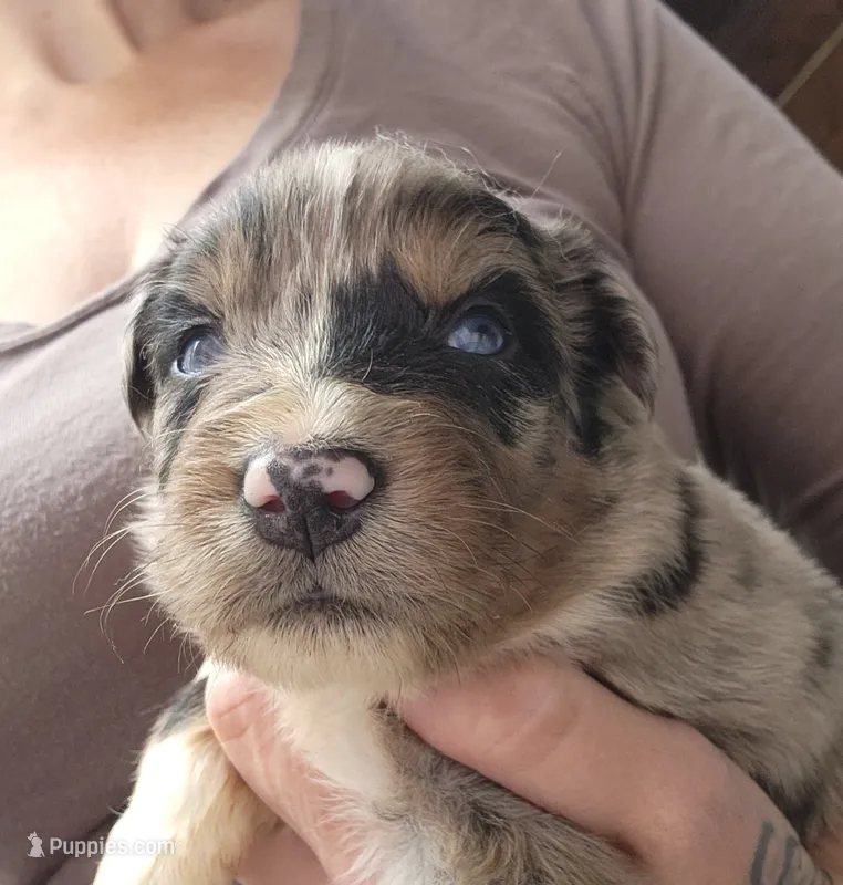 Blue merle male – Australian Shepherd puppy for sale in Augusta, ME