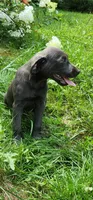 Charcoal male, a male Labrador Retriever for sale in Augusta, ME – 2 of 4