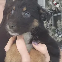 Sadie-Blk fem, a female Australian Shepherd for sale in Augusta, ME – Photo 2 of 2